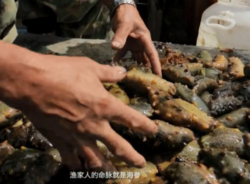 秋冬季，砣磯島海參捕撈好時(shí)機(jī)