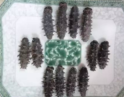 供應(yīng)高檔干海參禮盒，傳統(tǒng)晾曬
